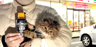 コンビニに行った子猫