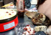 たこ焼きが気になる猫