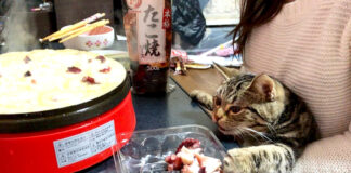 たこ焼きが気になる猫