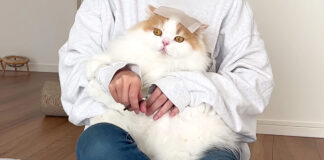 頭にテープを貼った猫