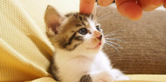 頭をトントンされる子猫
