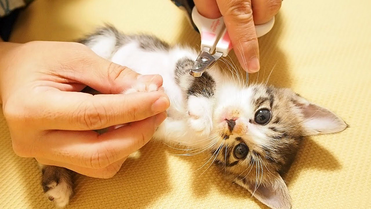 爪を切られる子猫