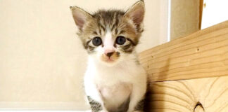 見つめる子猫