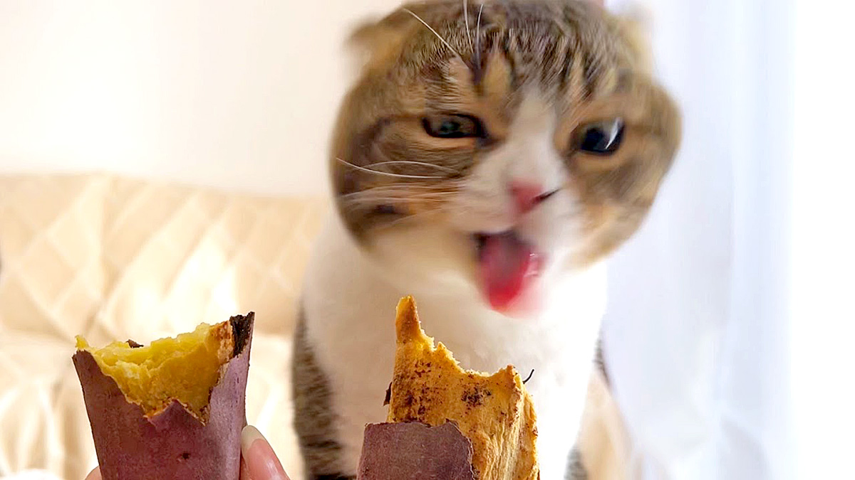 焼き芋に興奮する猫