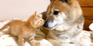 柴犬と子猫
