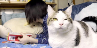ベッドに来た猫