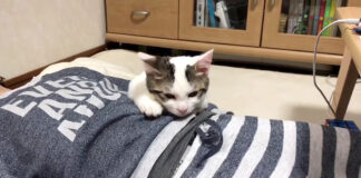 男の子にくっつく子猫