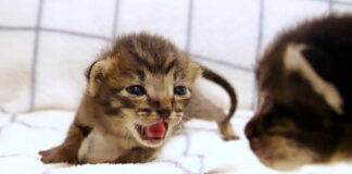 兄弟を見つけた子猫