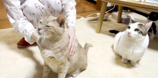 ブラッシングされる猫