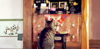 仏壇の前の猫