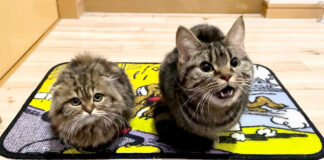 玄関で待っていた猫達