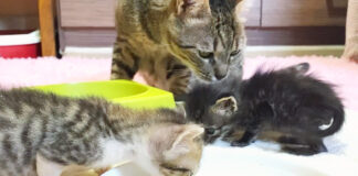 子猫を世話する先住猫