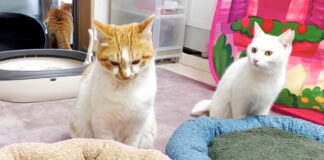 遠慮する子猫