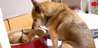 猫を見守る柴犬
