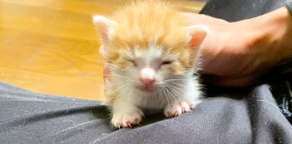 膝に登る子猫