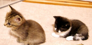 くつろぐ子猫達