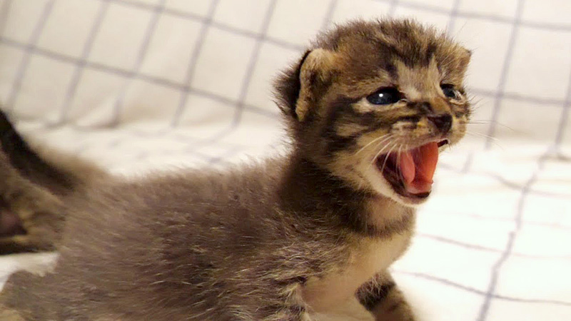 威嚇する子猫