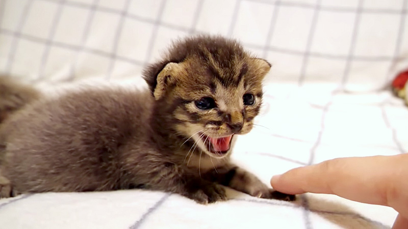威嚇する子猫