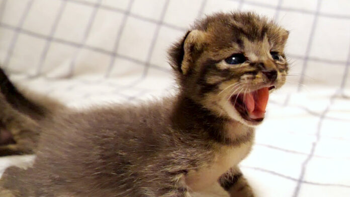 威嚇する子猫