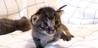 寂しそうな顔の子猫
