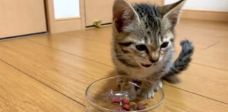 カリカリを食べる子猫