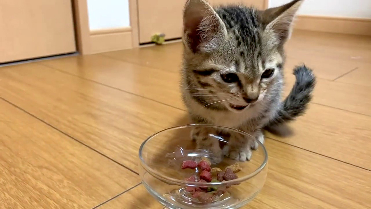 カリカリを食べる子猫