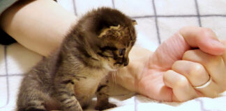 手が気になる子猫