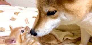 犬と子猫