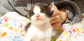 落ち着く子猫
