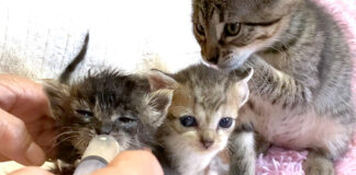 押し寄せてくる子猫達
