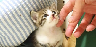 撫でられる子猫