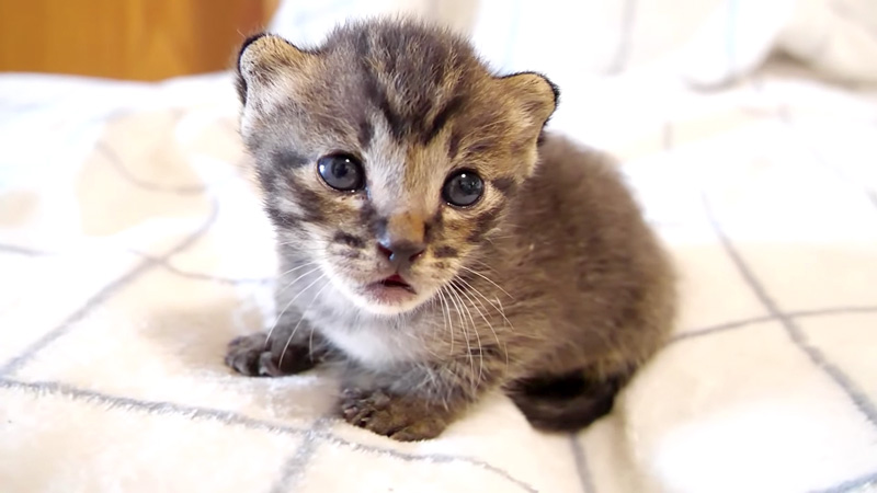 お腹を満たした子猫