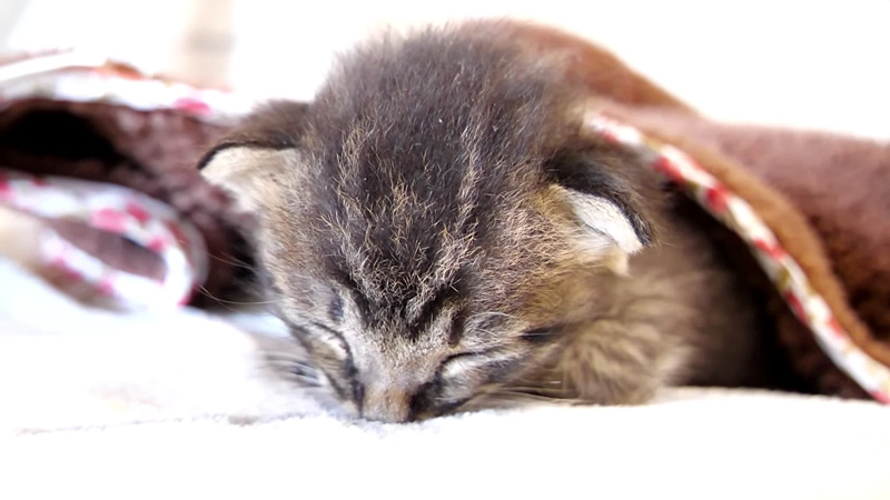 眠りにつく子猫