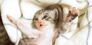 眠れない子猫