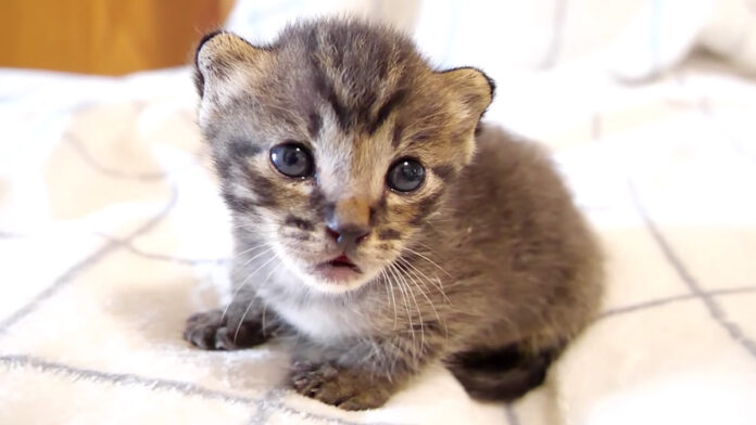 眠たい子猫