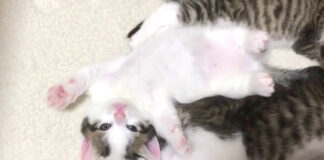 眠たい子猫