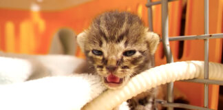目覚めた子猫