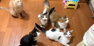 おやつ待ちする猫達