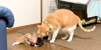 子猫達を毛づくろいする猫