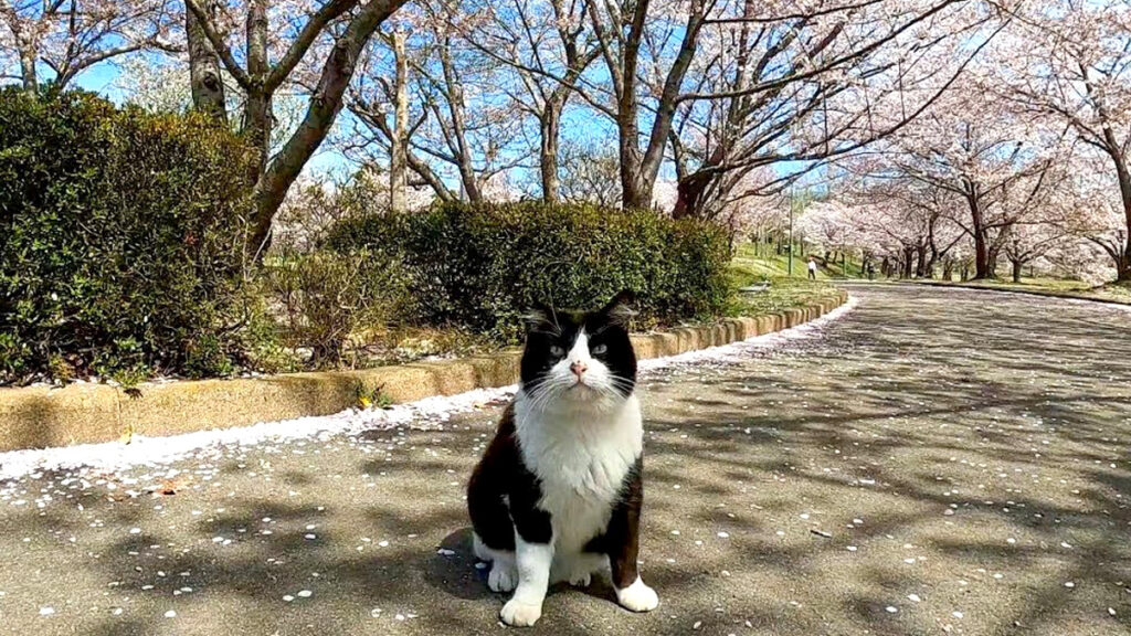 桜猫様確認ページ 公園の猫さんとお花見♪ 桜が舞い散る中で見せてくれた、猫さんの