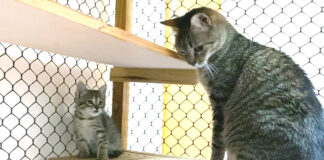 大接近する保護子猫と先住猫
