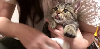 シャンプーされる子猫