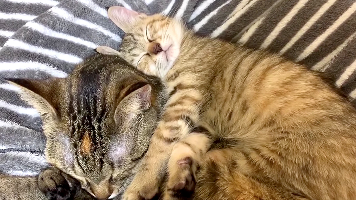 添い寝する猫達