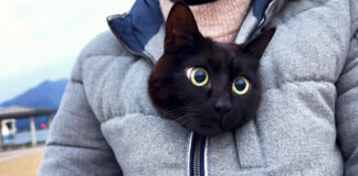 服の中で暖まる猫