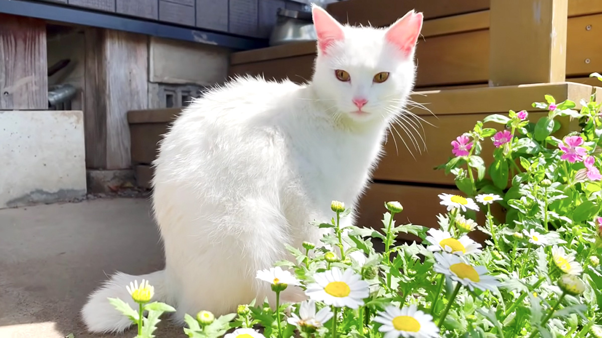 綺麗な白猫