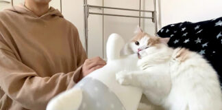 焼き餅を焼く猫