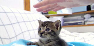 撫でられる子猫