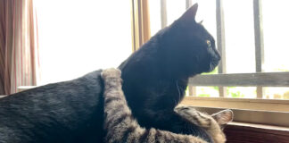 後輩を適当にあしらう猫