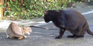 黒猫と子猫