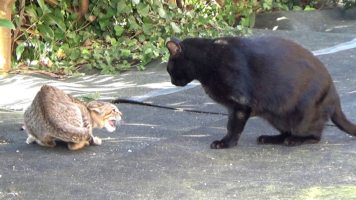 黒猫と子猫